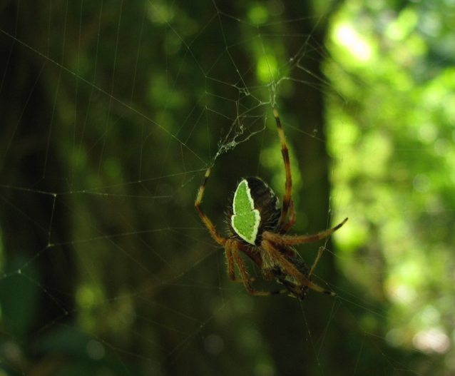 ragno-foglia da Cuba:  Eriophora ravilla (Araneidae)